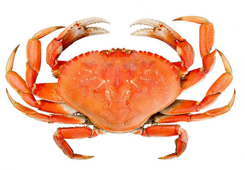 Dungeness Crab