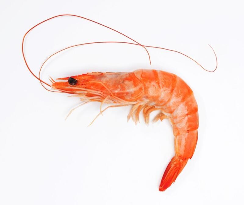 Shrimp W. Head
